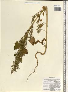 Oxybasis chenopodioides (L.) S. Fuentes, Uotila & Borsch, Восточная Европа, Средневолжский район (E8) (Россия)