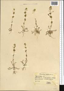 Клоповник пронзеннолистный L., Средняя Азия и Казахстан, Каракумы (M6) (Туркмения)