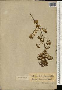 Heteromorpha arborescens var. collina (Eckl. & Zeyh.) Sond., Африка (AFR) (ЮАР)