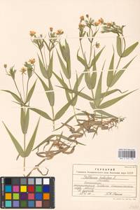 Rabelera holostea (L.) M. T. Sharples & E. A. Tripp, Восточная Европа, Московская область и Москва (E4a) (Россия)