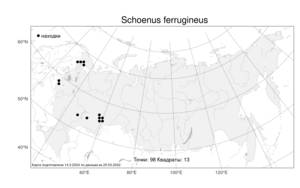 Schoenus ferrugineus, Схенус ржавый L., Атлас флоры России (FLORUS) (Россия)