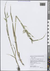 Овес посевной L., Сибирь, Прибайкалье и Забайкалье (S4) (Россия)