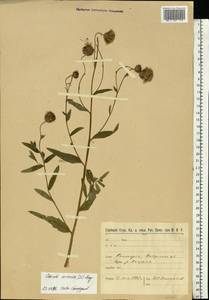 Бодяк полевой, Розовый осот (L.) Scop., Восточная Европа, Северо-Западный район (E2) (Россия)