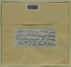 Dicranum scoparium Hedw., Гербарий мохообразных, Мхи - Архангельская и Вологодская области, Коми, Ненецкий АО (B7) (Россия)