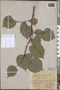 Липа амурская Rupr., Сибирь, Дальний Восток (S6) (Россия)