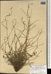 Бедренец козлецовый (Boiss.) Benth. & Hook. fil. ex Drude, Зарубежная Азия (ASIA) (Иран)