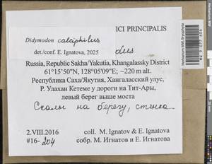 Didymodon calciphilus Ignatova & Ignatov, Гербарий мохообразных, Мхи - Якутия (B19) (Россия)