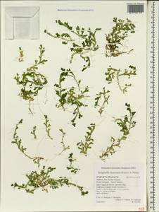 Selaginella kraussiana (G. Kunze) A. Br., Африка (AFR) (Португалия)