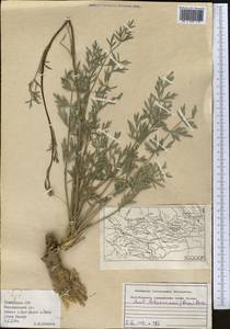 Жабрица леманновская (Bunge) Boiss., Средняя Азия и Казахстан, Памир и Памиро-Алай (M2) (Таджикистан)