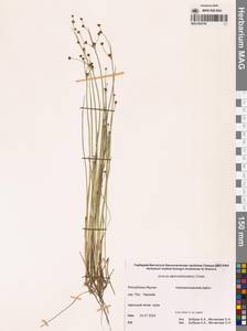 Ситник альпийскочленистый Chaix, Сибирь, Якутия (S5) (Россия)