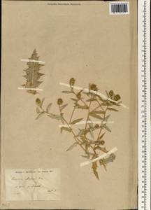 Cousinia aleppica Boiss., Зарубежная Азия (ASIA) (Турция)