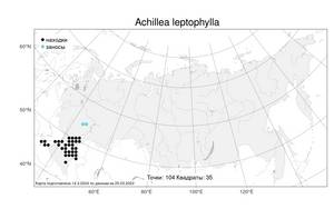 Achillea leptophylla, Тысячелистник тонколистный M. Bieb., Атлас флоры России (FLORUS) (Россия)