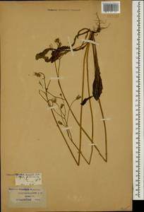 Crepis praemorsa subsp. caucasigena (L.) Menitsky, Кавказ, Краснодарский край и Адыгея (K1a) (Россия)