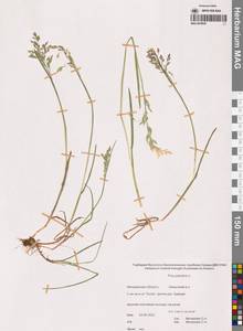 Мятлик болотный L., Сибирь, Чукотка и Камчатка (S7) (Россия)