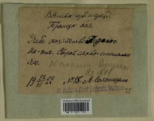 Dicranum bonjeanii De Not., Гербарий мохообразных, Мхи - Пермский край, Удмуртия, Свердловская и Кировская области (B8) (Россия)