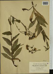 Hieracium picroides subsp. lutescens (Zahn) Greuter, Западная Европа (EUR) (Швейцария)