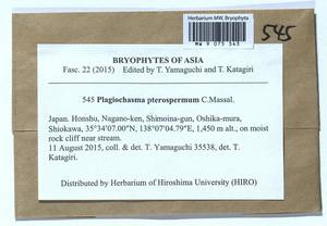 Plagiochasma pterospermum C. Massal., Гербарий мохообразных, Мхи - Азия (вне границ бывшего СССР) (BAs) (Япония)