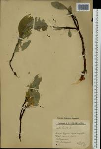 Ива мохнатая, Ива шерстистая L., Восточная Европа, Северный район (E1) (Россия)