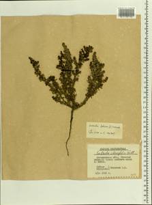 Soda foliosa (L.) Akhani, Восточная Европа, Нижневолжский район (E9) (Россия)