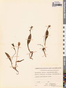 Platanthera oligantha Turcz., Сибирь, Чукотка и Камчатка (S7) (Россия)
