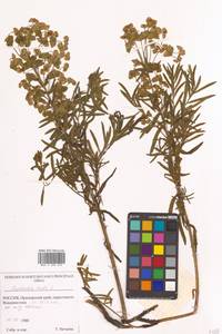 Молочай острый L., Сибирь, Дальний Восток (S6) (Россия)