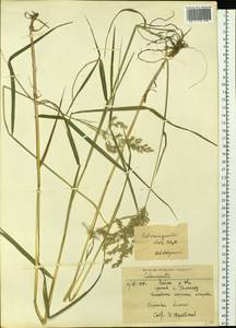 Вейник пурпурный (Trin.) Trin., Сибирь, Западная Сибирь (S1) (Россия)