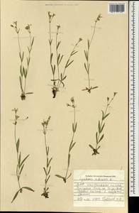 Silene orientalimongolica Kozhevn., Монголия (MONG) (Монголия)