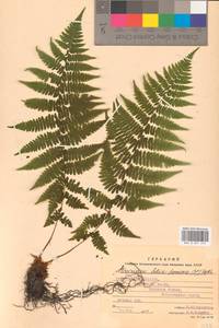 Кочедыжник женский (L.) Roth, Восточная Европа, Западно-Украинский район (E13) (Украина)