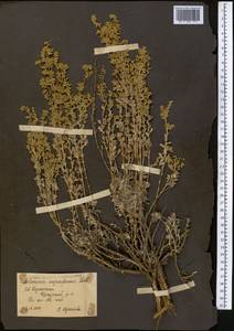 Полынь прутьевидная (Ledeb.) Poljakov, Средняя Азия и Казахстан, Северный и Центральный Казахстан (M10) (Казахстан)