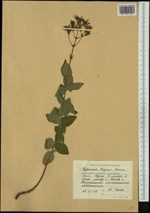 Hypericum annulatum, Западная Европа (EUR) (Болгария)