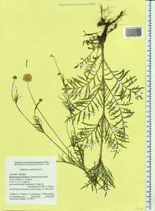 Скабиоза бледно-желтая L., Восточная Европа, Центральный лесостепной район (E6) (Россия)