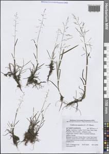 Поручейница водная, Поручейница водяная (L.) P.Beauv., Западная Европа (EUR) (Испания)