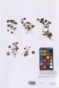 Цимбалярия постенная G.Gaertn., B.Mey. & Scherb., Восточная Европа, Московская область и Москва (E4a) (Россия)