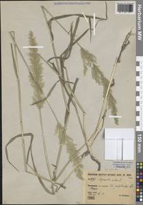 Полевица гигантская Roth, Средняя Азия и Казахстан, Каракумы (M6) (Туркмения)