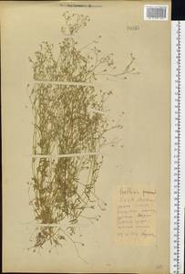 Звездчатка злаковая, Звездчатка злаковидная L., Восточная Европа, Белоруссия (E3a) (Белоруссия)