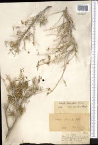 Collinosalsola laricifolia (Turcz. ex Litv.), Средняя Азия и Казахстан, Муюнкумы, Прибалхашье и Бетпак-Дала (M9) (Казахстан)