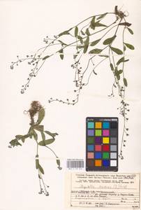 MHA 0 153 046, Незабудка полевая (L.) Hill, Восточная Европа, Северный район (E1) (Россия)