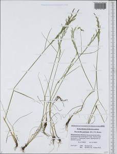 Puccinellia capillaris subsp. pulvinata (Fr.) Tzvelev, Восточная Европа, Северный район (E1) (Россия)