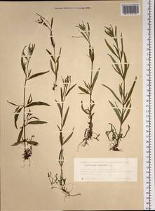 Кипрей болотный L., Сибирь, Западная Сибирь (S1) (Россия)