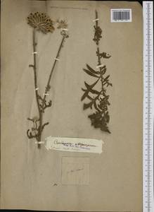 Centaurea calocephala Willd., Западная Европа (EUR)