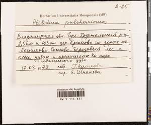 Ptilidium pulcherrimum (Weber) Vain., Гербарий мохообразных, Мхи - Центральное Нечерноземье (B6) (Россия)