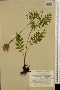 Псефеллюс закавказский Sosn., Кавказ, Южная Осетия (K4b) (Южная Осетия)