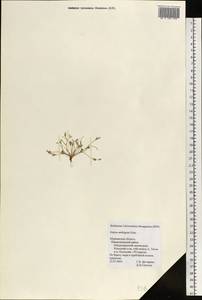 Ситник лягушачий Songeon & E. P. Perrier, Восточная Европа, Северный район (E1) (Россия)
