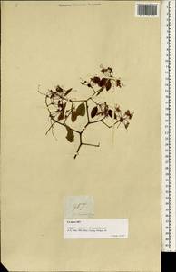 Capparis sepiaria, Зарубежная Азия (ASIA) (Филиппины)