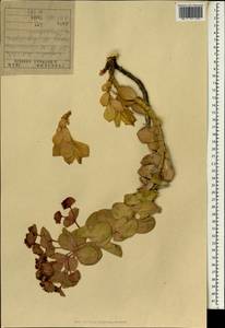 Euphorbia denticulata Lam., Зарубежная Азия (ASIA) (Ирак)