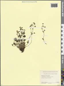 Лапчатка Кранца (Crantz) Beck ex Fritsch, Кавказ, Ставропольский край, Карачаево-Черкесия, Кабардино-Балкария (K1b) (Россия)