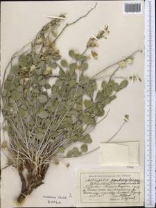 Astragalus pseudomegalomerus Gontsch. & Popov, Средняя Азия и Казахстан, Памир и Памиро-Алай (M2) (Узбекистан)