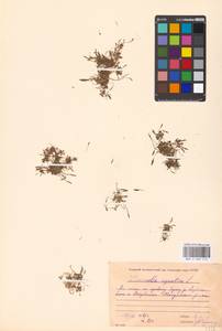 Лужница водяная L., Восточная Европа, Московская область и Москва (E4a) (Россия)