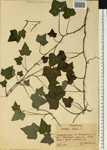 Плющ обыкновенный L., Восточная Европа, Западно-Украинский район (E13) (Украина)