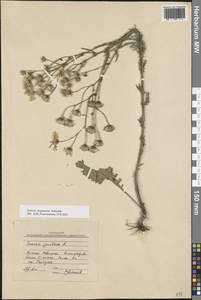 Якобея ферганская (Schischk.) B.Nord., Восточная Европа, Нижневолжский район (E9) (Россия)